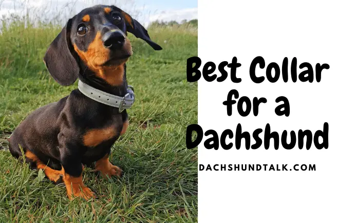 Best Collar for a Dachshund 2