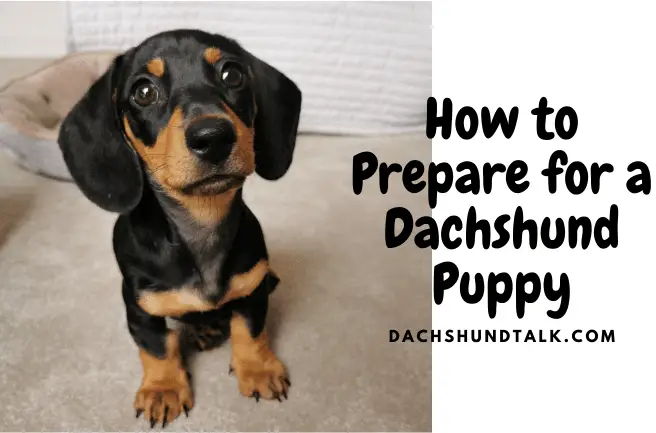 how to prepare for a dachshund puppy