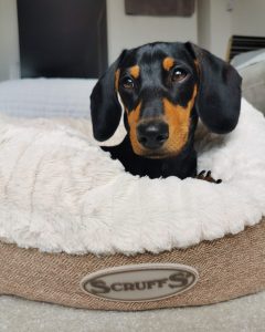 must haves for a dachshund