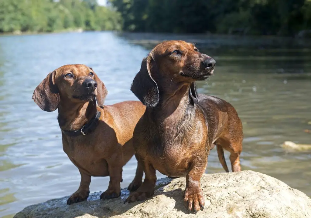 Are Dachshunds Hypoallergenic