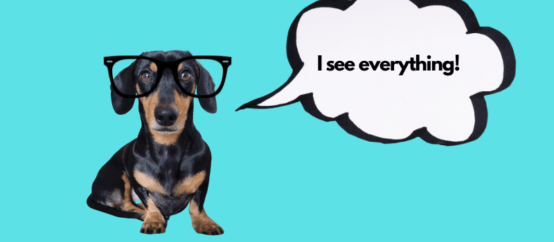 Do Dachshunds Have Good Vision