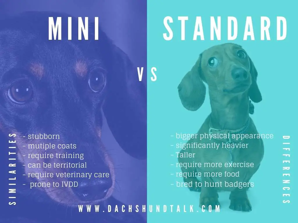 Mini Dachshund Compared To A Standard Dachshund infographic
