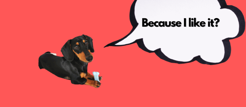 Why Do Dachshunds Cover Your Mouth