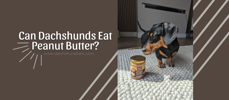 Can dachshunds eat peanut butter