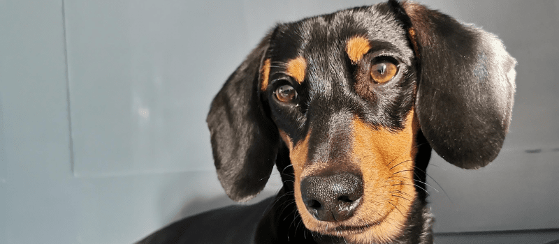 How To Clean Dachshund’s Ears