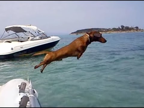 is jumping bad for dachshunds