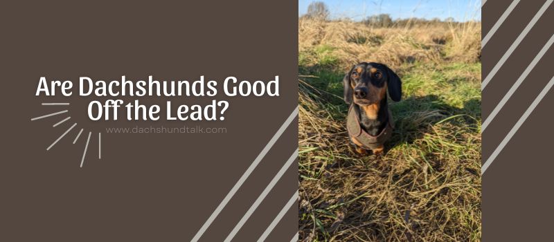 Are Dachshunds Good Off the Lead