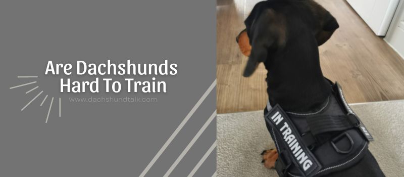 Are dachshunds hard to train
