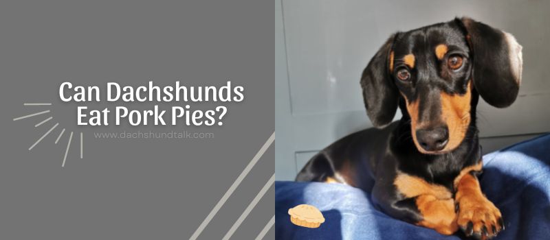Can Dachshunds Eat Pork Pies
