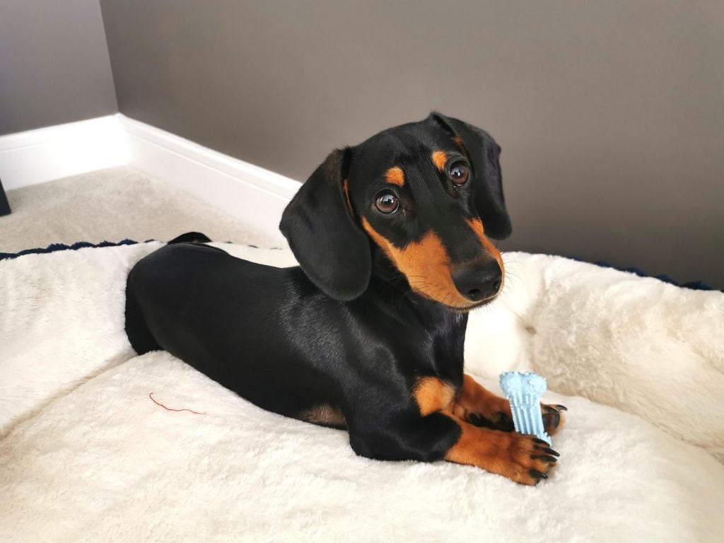 How Can You Combat Bad Breath In Your Dachshund