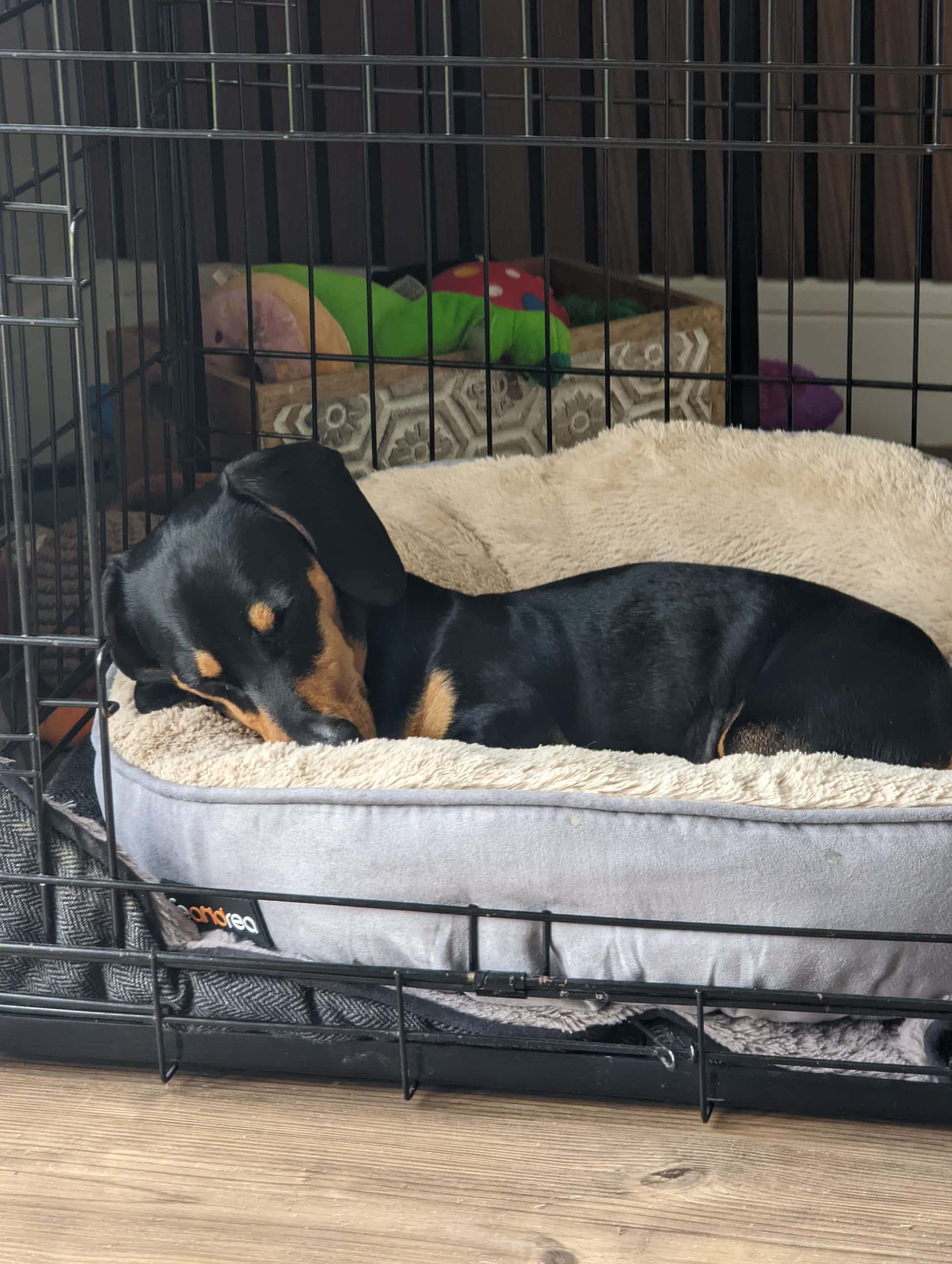 What Size Crate For A Dachshund? The Ultimate Guide