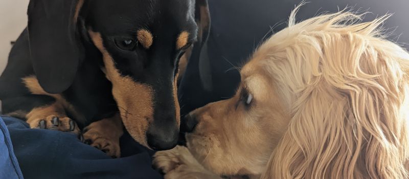 Tips For Helping Your Dachshund Live With Other Big Dogs