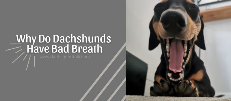 Why Do Dachshunds Have Bad Breath