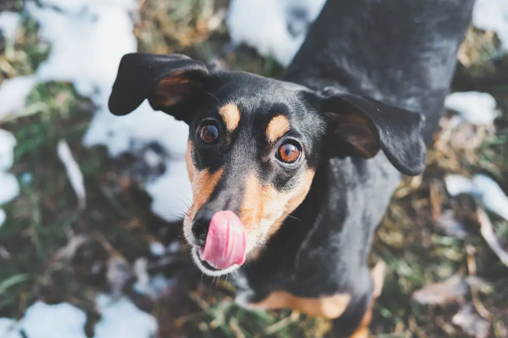 Why Do Dachshunds Lick So Much