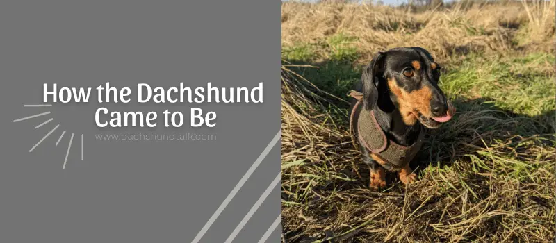 How the Dachshund Came to Be