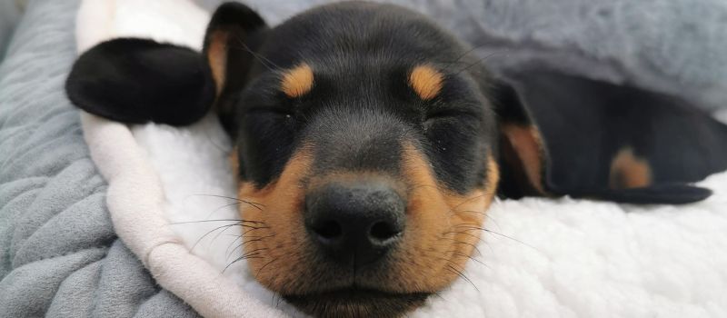 How to Tire Out a Puppy Before Vaccinations