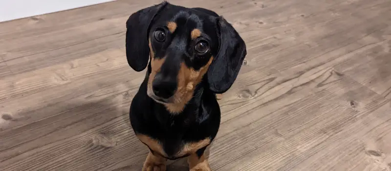 Why Do Dachshund Ears Stand Up