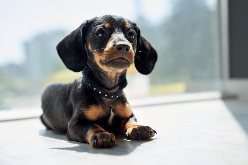 Additional Tips For Feeding Miniature Dachshunds