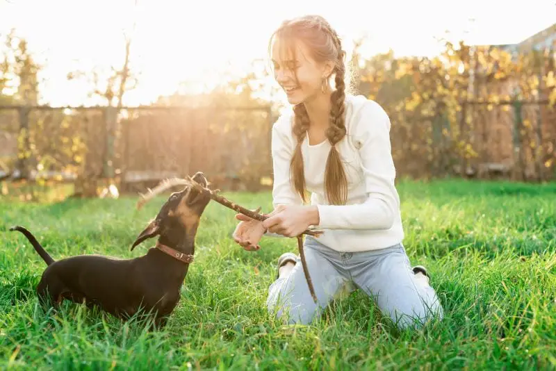 Are Dachshunds Good for First-Time Owners