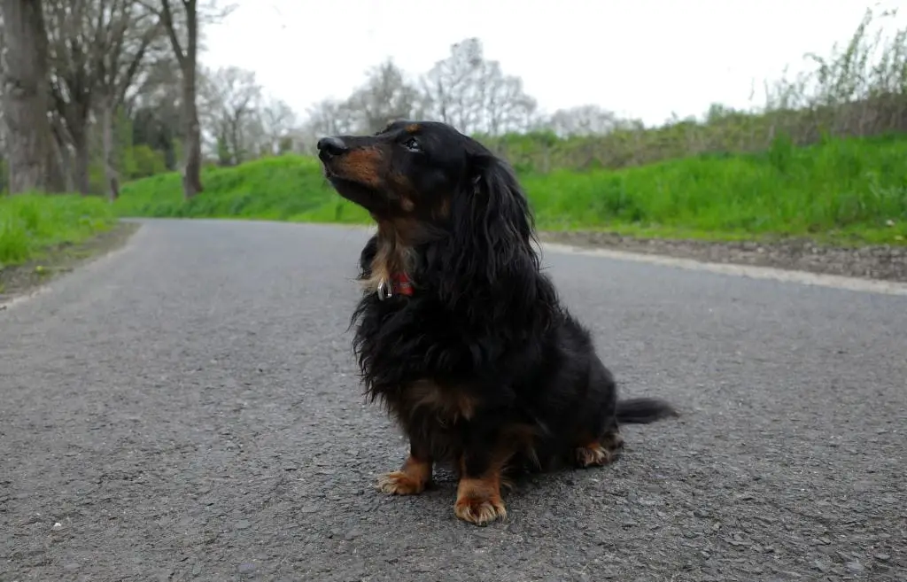 Are Long-Haired Dachshunds Double Coated