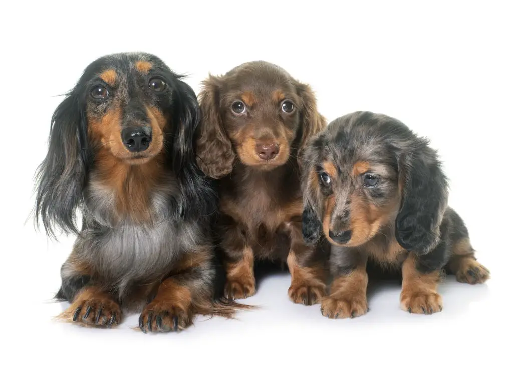 How to Tell If a Dachshund Puppy Is Long Haired