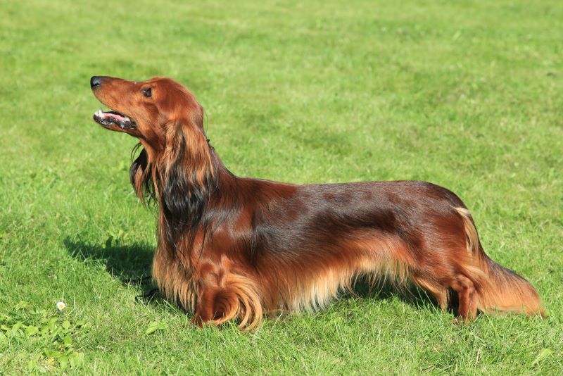 Mini Red Long-Haired Dachshund