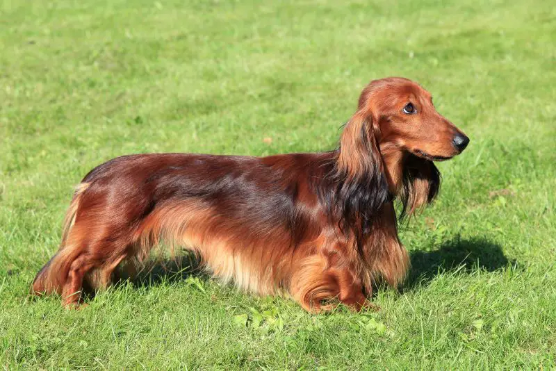 Miniature Red, Long-Haired Dachshund