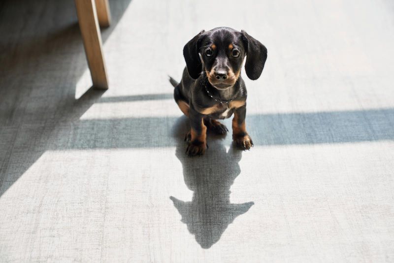 Why Dachshunds Are So Cute