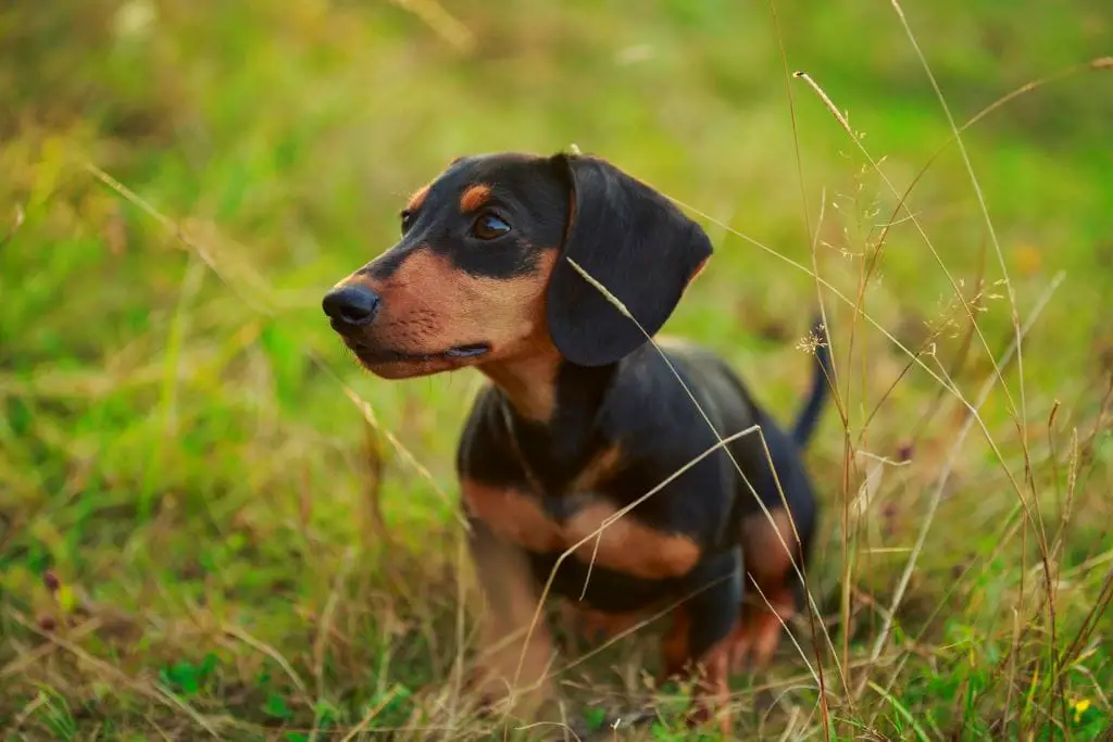 Famous Historical Figures Who Owned Dachshunds