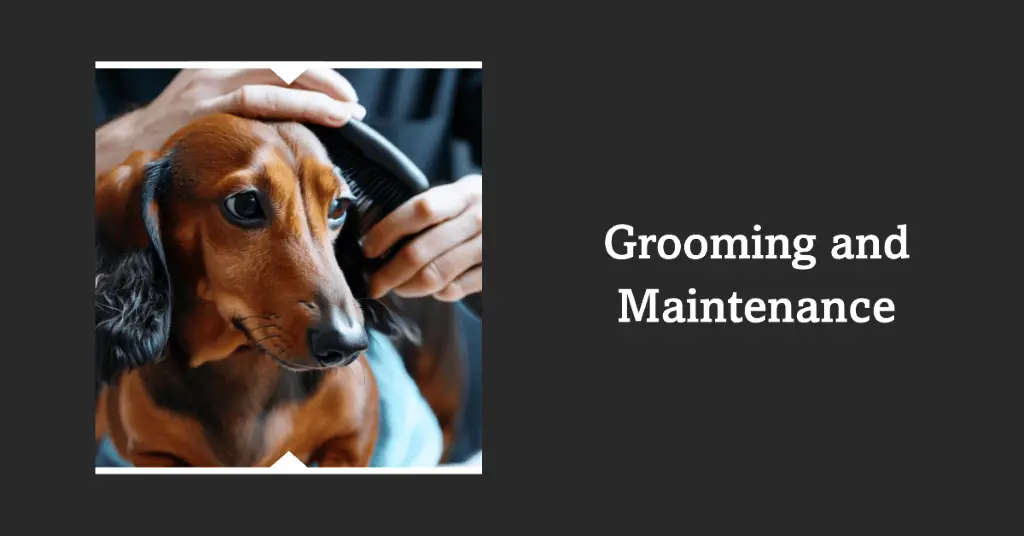 Grooming And Maintenance