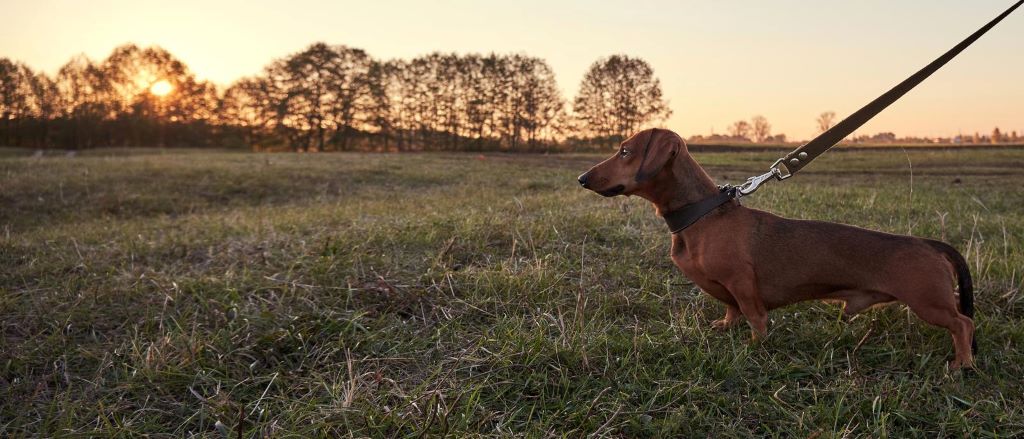 How Dachshunds Were Used in Hunting Badgers
