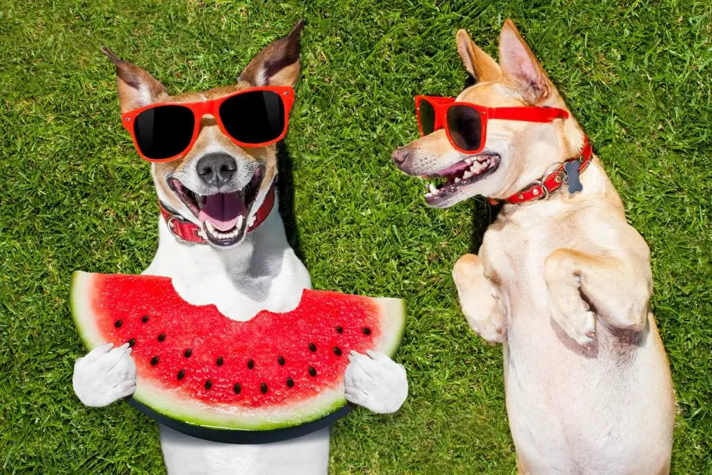 Two canines donning shades enjoy munching on a juicy slice of watermelon.