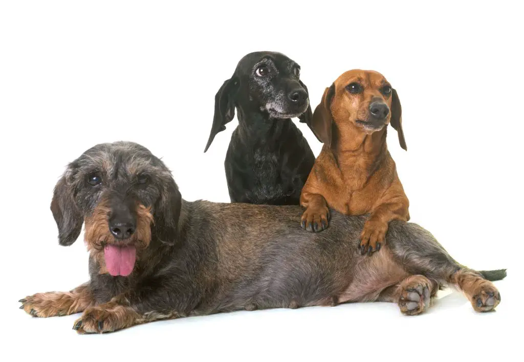 Types of Cream Dachshunds