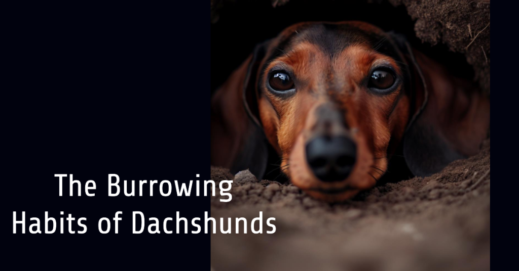 Why Do Weiner Dogs Burrow