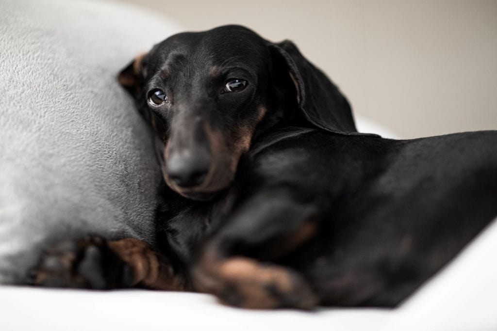Are Dachshunds Cuddly