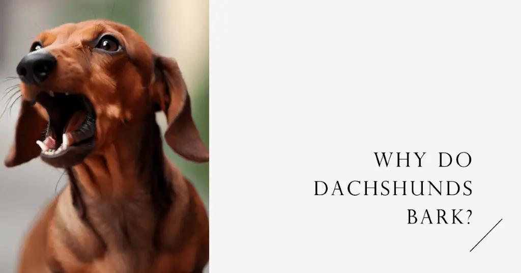 Reasons Behind Dachshund Barking At Strangers
