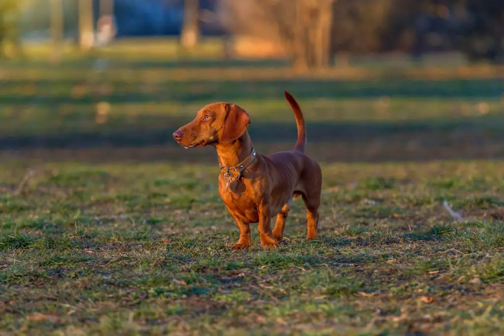 What Age Can a Dachshund Be Neutered