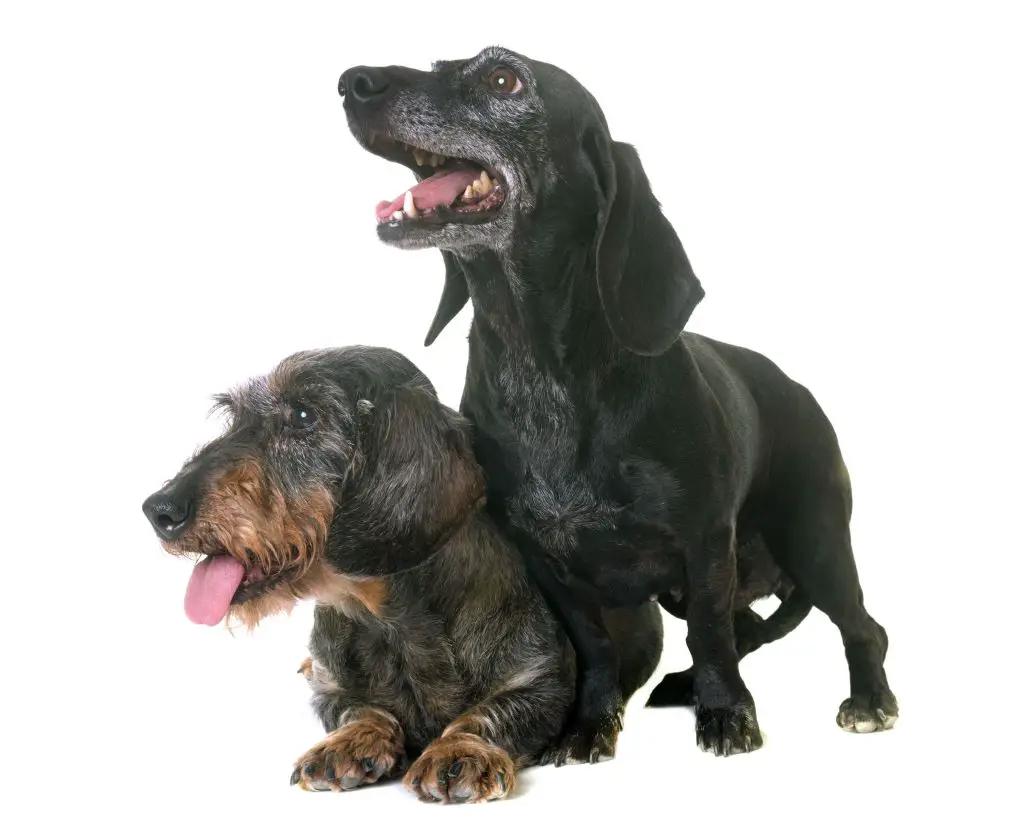 Are Male Or Female Dachshunds Better