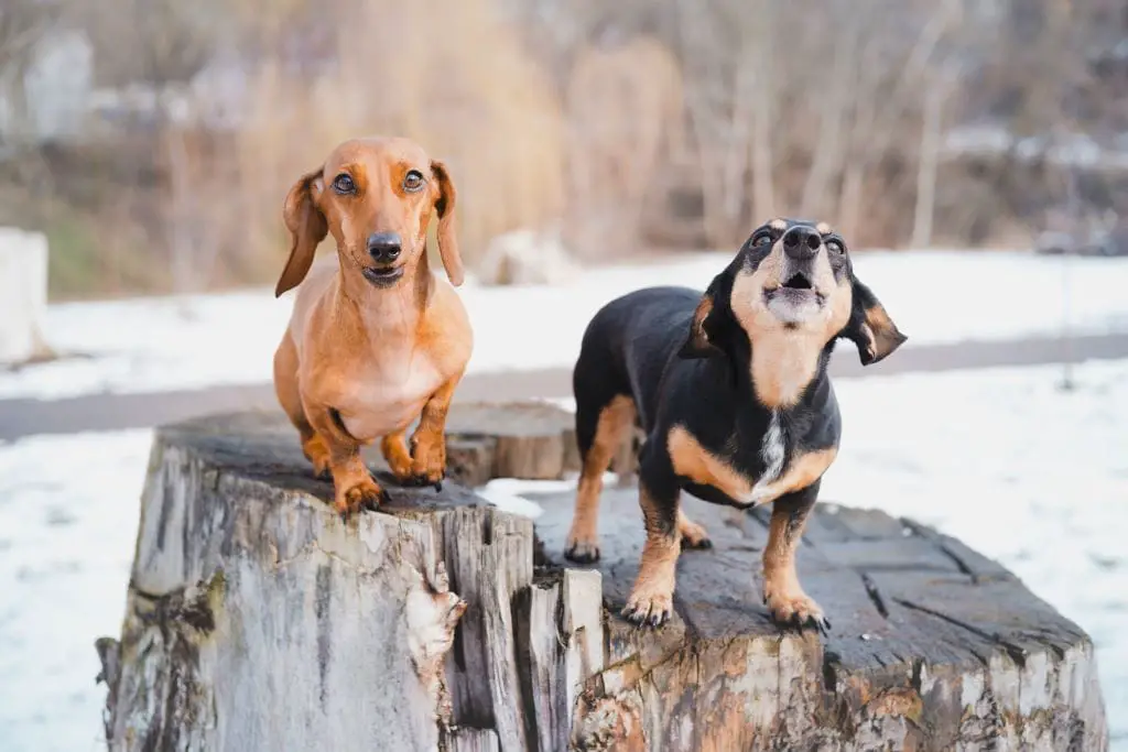 Communication And Attention In Dachshunds