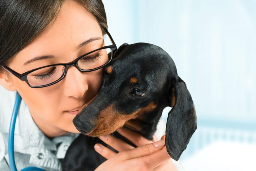 Health Issues and Dachshunds