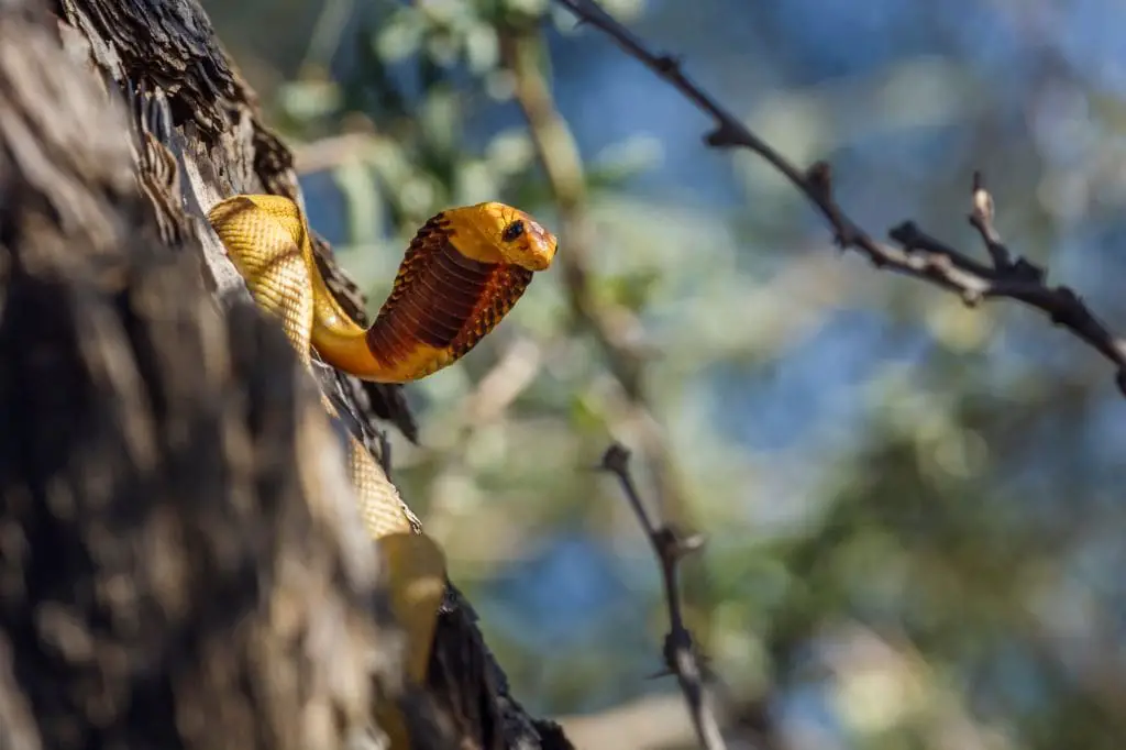 A snake is climbing up the side of a tree, while a Dachshund observes.